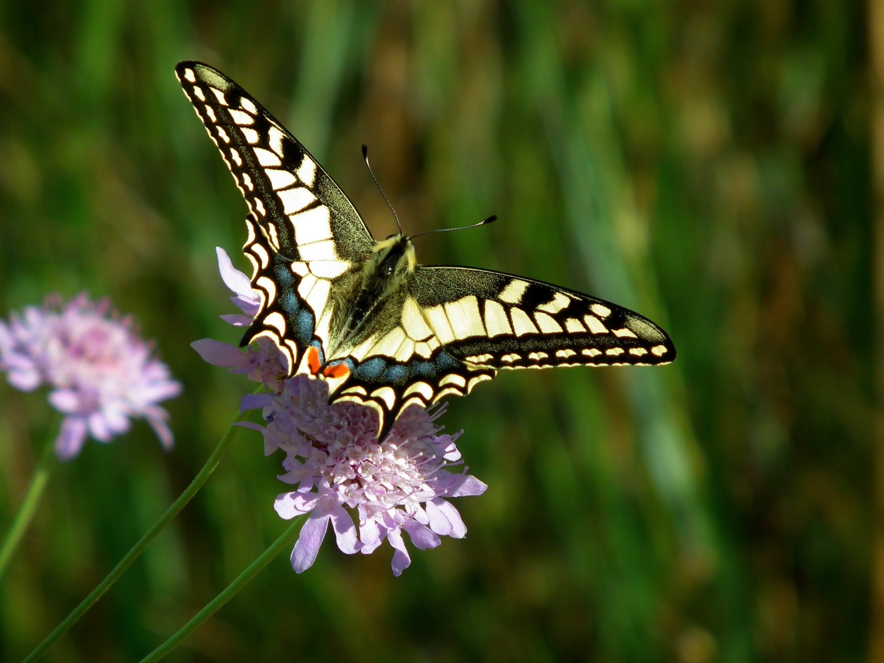 close up of butterfly pollinating on flower