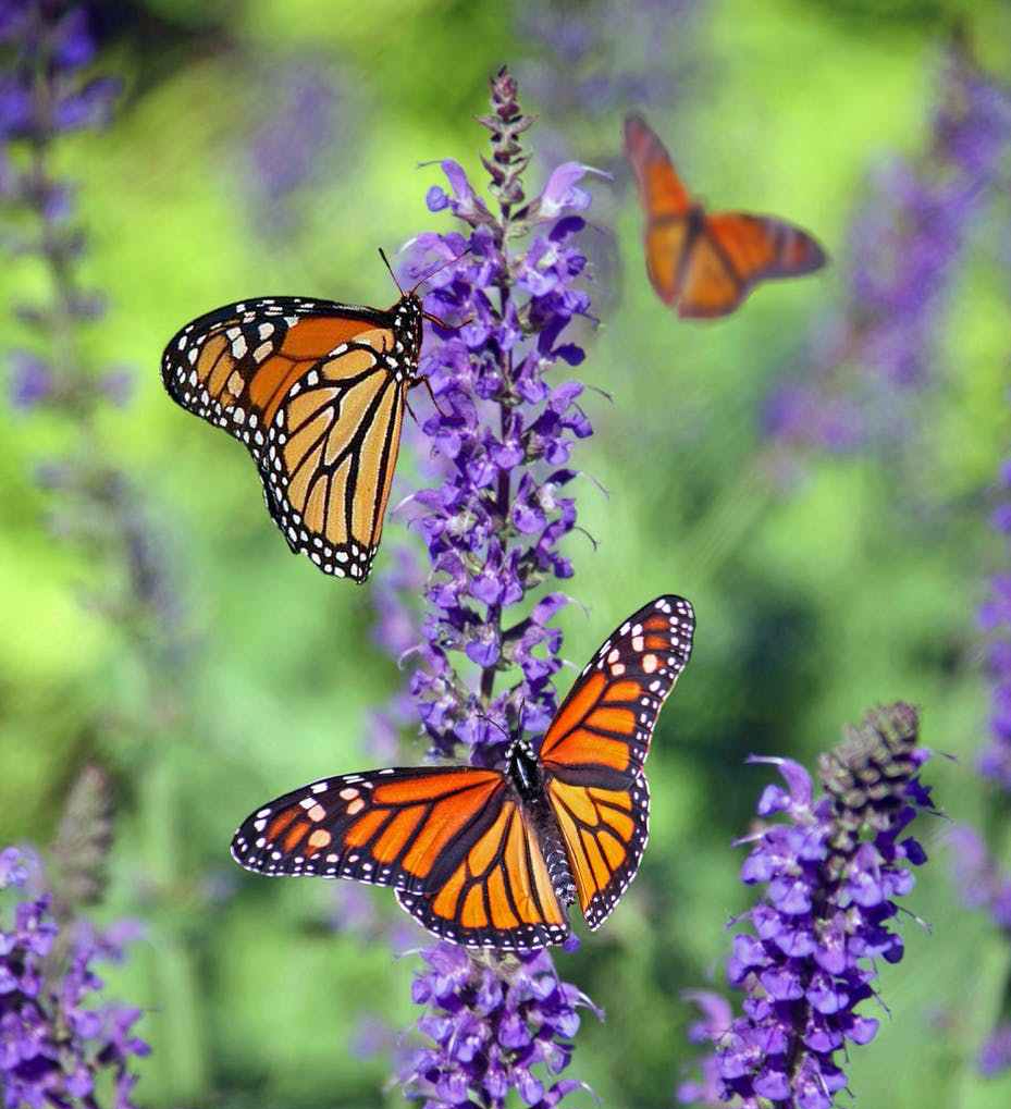 animal beautiful biology bloom